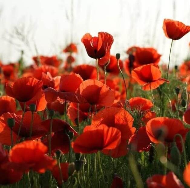 Veterans café - free event at Invicta Court