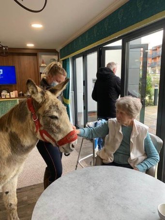 Domestic Bank - Parsons Grange donkey visit 