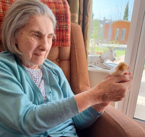 Care Assistant Nights - Brook Court - chick