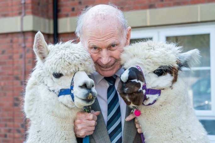 Team Leader Care - Priors House alpacas 