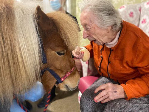 Nurse Manager - Harrier Lodge - shetland ponies