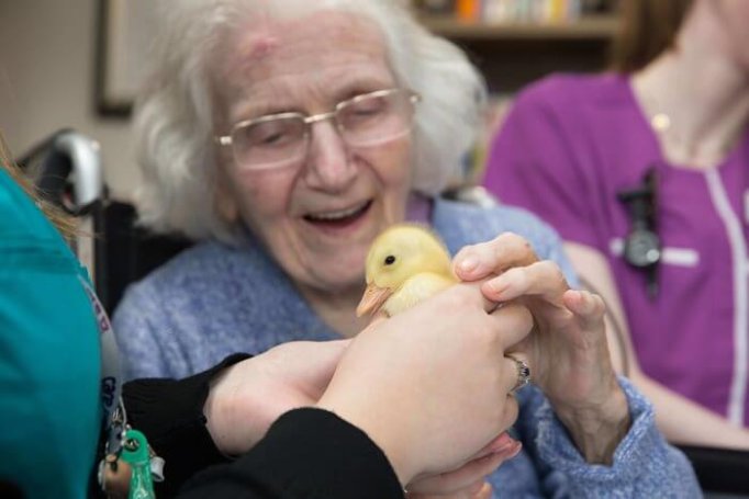 Registered General Nurse - Harrier Lodge ducklings 