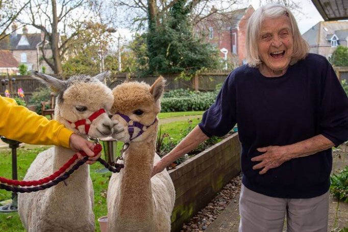 Care Assistant - anning house alpacas 