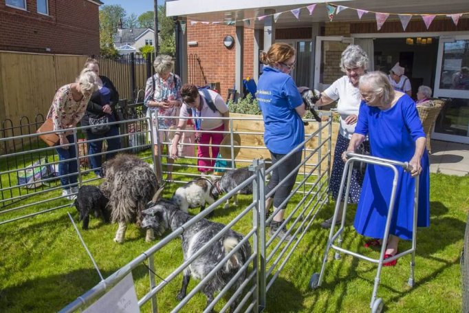 Second Chef Bank - millers-ark-farm-animals-uk-pear-tree-court-7 image