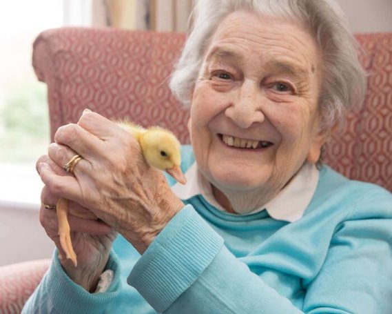 Registered General Nurse - Harrier Lodge ducklings 