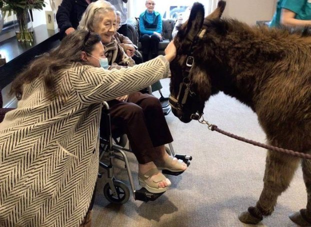 Rossetti House - rossetti house donkey visit 