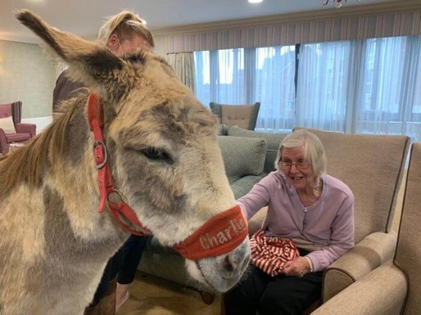 Care Assistant days - Parsons Grange donkey visit 