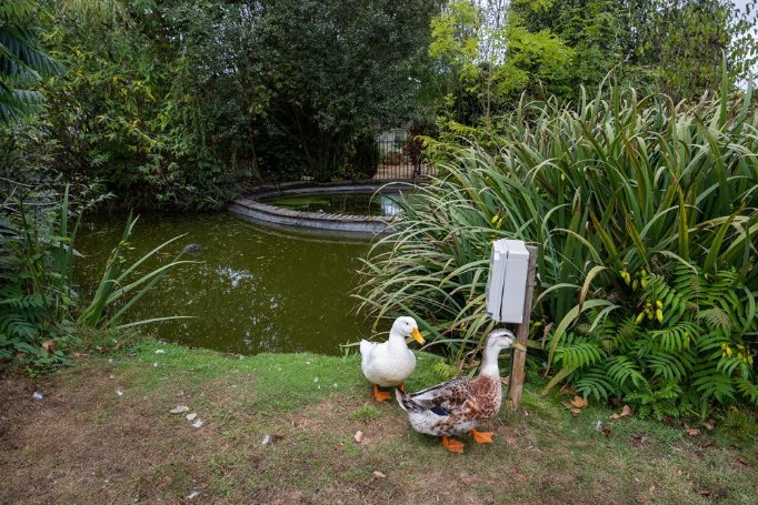 Night Team Leader - Silverpsprings duck