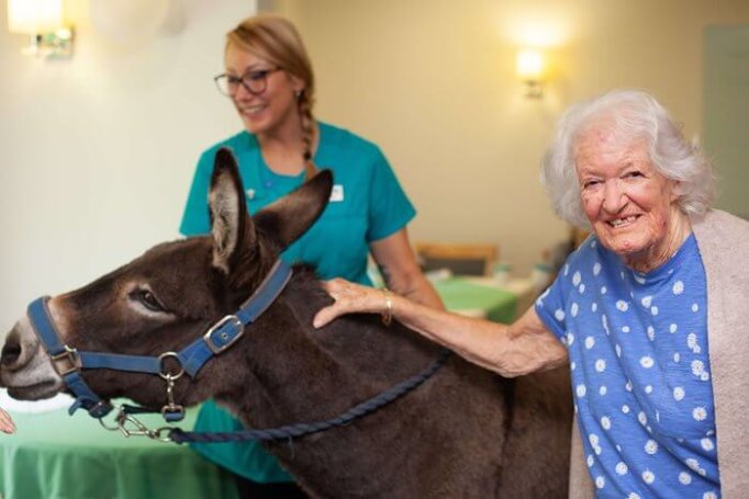 Care Assistant - Winchcombe donkey visit