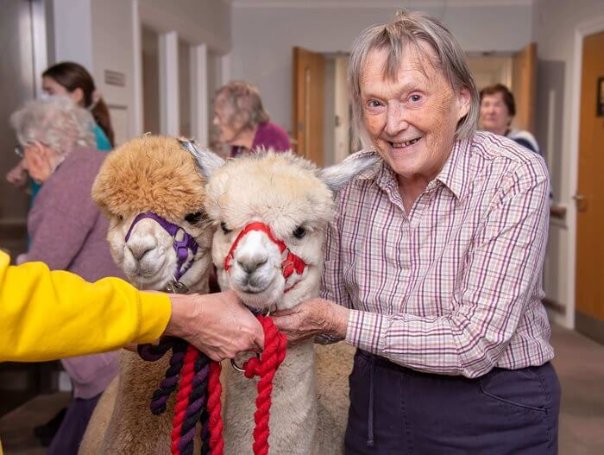 Care Assistant - anning house alpacas 