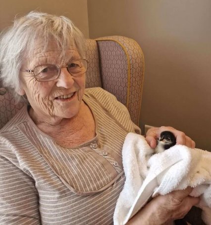 Care Assistant Nights - Deewater chicks 