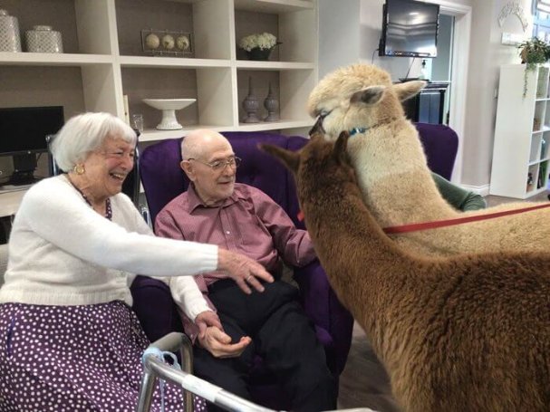 Care Assistant - amherst alpaca visit 